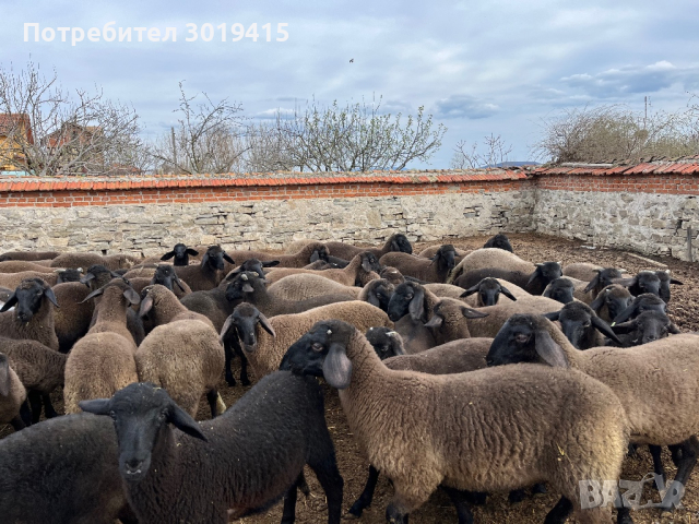 Плевенски черноглави агнета, снимка 7 - Овце - 45021028