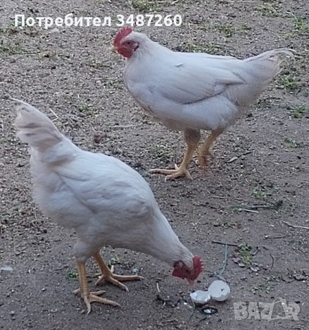 Продавам петли на 4 месеца