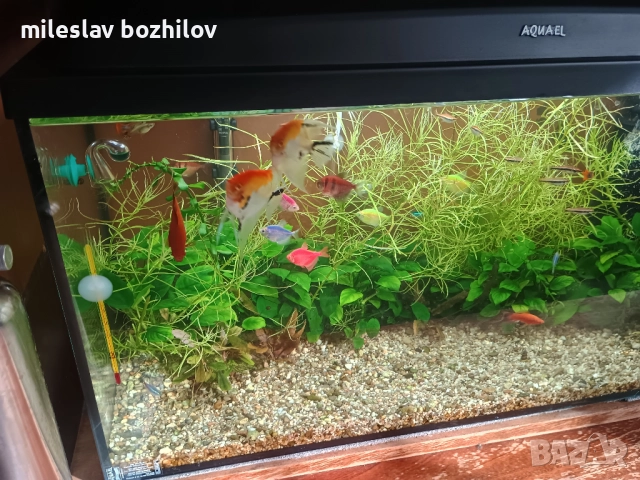 Продавам аквариум , снимка 2 - Аквариуми - 52428718