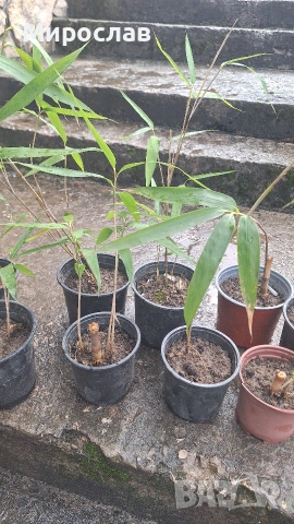 Продавам растения студоустойчив бамбук, снимка 2 - Градински цветя и растения - 54007138