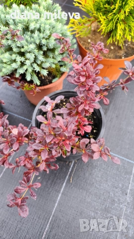 Промо пакет от 5 бр студоустойчиви растения!, снимка 7 - Градински цветя и растения - 51431387