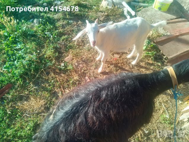 Продавам коза със яре Към 15 килограма , снимка 1 - Кози - 46500246