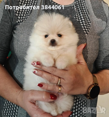 Мини померанчета , снимка 2 - Померан - 52967074