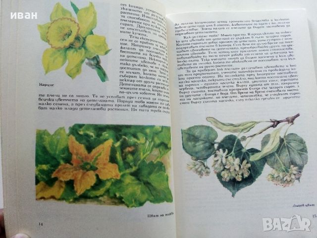 Чудният свят на растенията - Г.А.Денисова - 1975г, снимка 3 - Енциклопедии, справочници - 45565759
