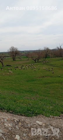 свободно отглеждани ярета и кози, снимка 2 - Кози - 54301305