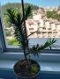 Araucaria araucana - Чилийски бор, снимка 1