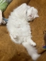 Продавам Ангора, снимка 10