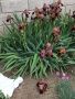 Висок Ирис / Перуника, снимка 1 - Градински цветя и растения - 45555644