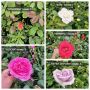 Влачещи рози, снимка 1 - Градински цветя и растения - 45655827