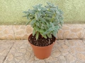 Красула Тенелли - Crassula mesembryanthemoides 'Tenelli  , снимка 1