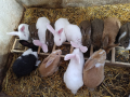 Холандска порода млади зайци по 25лв./бр., снимка 1