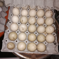 Продавам оплодени яйца от неми патици (юрдечки), снимка 1 - други­ - 45060323