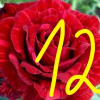 Продавам рози в контейнери, снимка 10 - Градински цветя и растения - 45109095