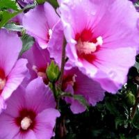 Продавам декоративни храсти Бял и Розов хибискус, снимка 13 - Градински цветя и растения - 45382974