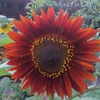 декоративен слънчоглед червен и жълт кичест , снимка 2 - Разсади - 45684344