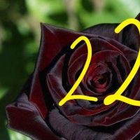 Продавам рози в контейнери, снимка 4 - Градински цветя и растения - 45109095