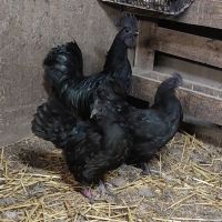 Прадавам яйца от Аям Кемани, снимка 8 - Кокошки и пуйки - 45496892