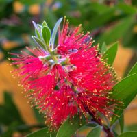 Калистемон (Callistemon citrinus) Размер 80-100см, снимка 1 - Разсади - 45753754