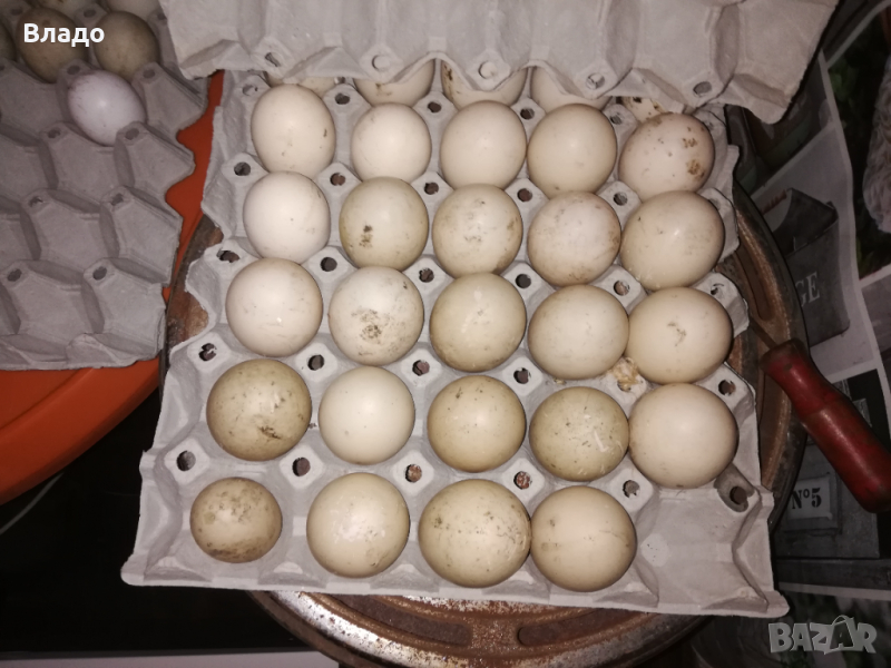 Продавам оплодени яйца от неми патици (юрдечки), снимка 1