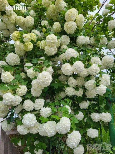 Калина ,Картоп ,Снежна топка, снимка 1