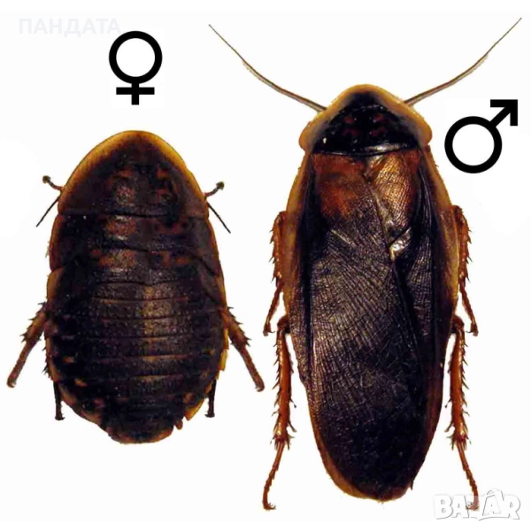 хлебарки дубиа, снимка 1