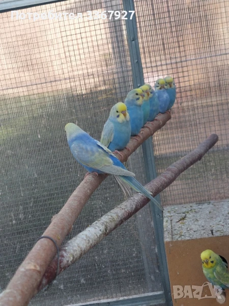 Вълнисти папагали рейнбоу, снимка 1