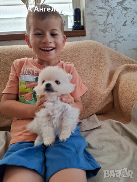 Продавам шпиц померан на 50 дни, снимка 1