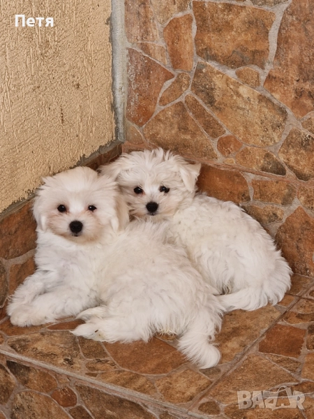 Малтийска болонка момчета и момичета, снимка 1