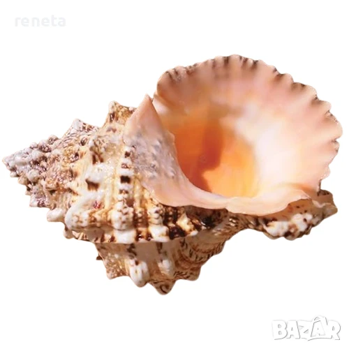 Раковина Natural Tsutfa Rubeta, Естествена, Натурален цвят, 20 см, снимка 1