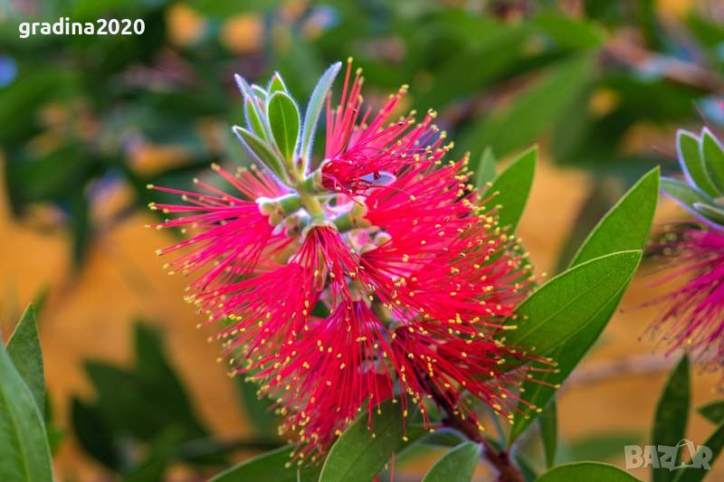 Калистемон (Callistemon citrinus) Размер 80-100см, снимка 1