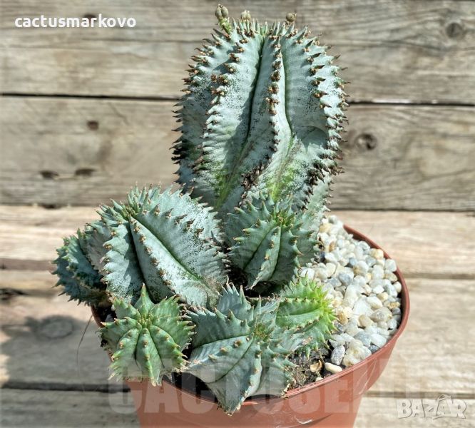 Euphorbia horrida ‘Alba’, снимка 1