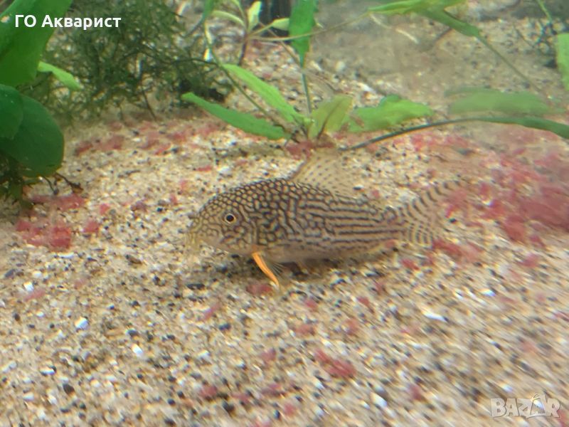 Коридорас Щербай / Corydoras Sterbai, снимка 1