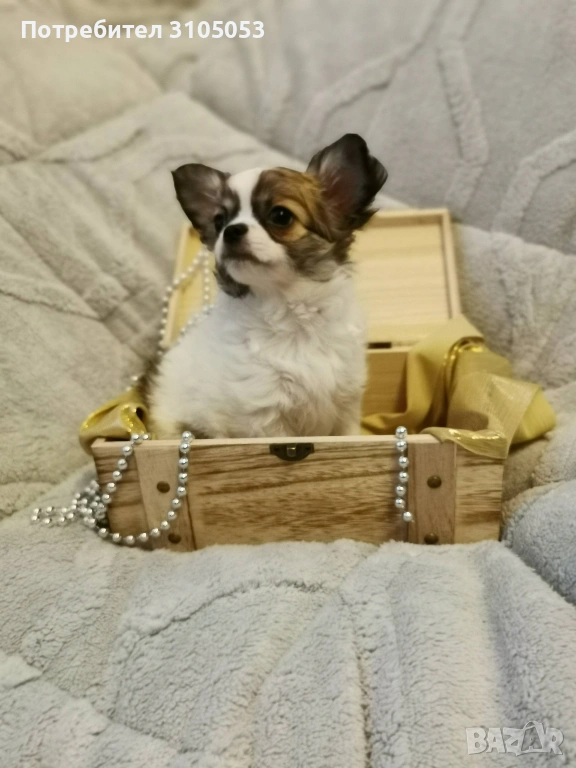 Чихуахуа , снимка 1