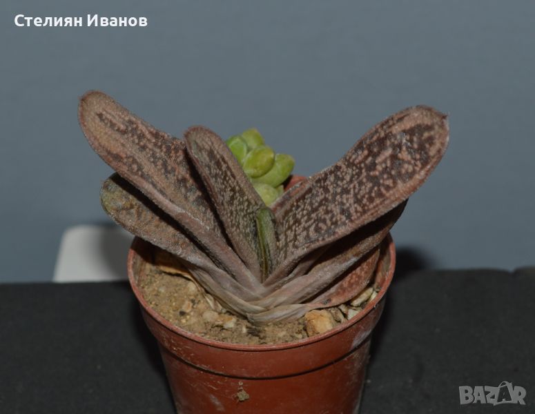 Гастерия (Gasteria ‘Little Warty’) - вариегатна, снимка 1