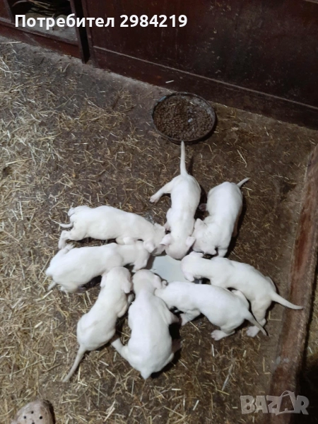 Дого Аржентино, снимка 1