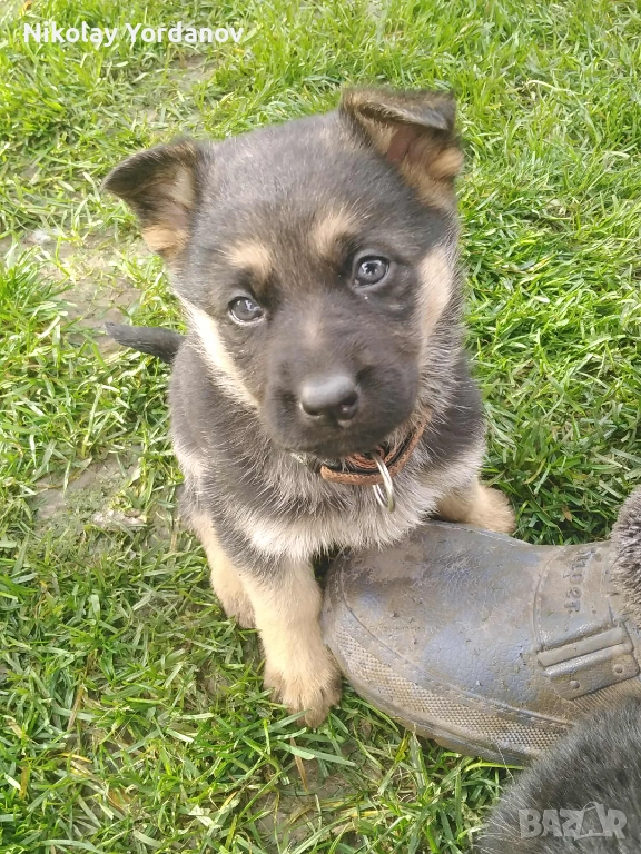 Немски овчарки на 2 месеца, снимка 1