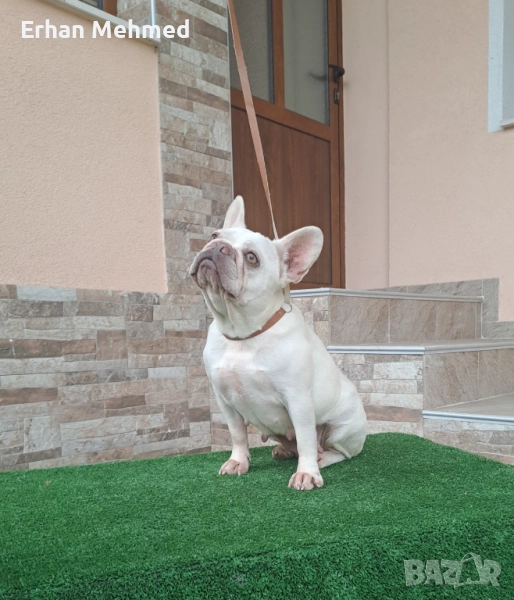 Френски булдог , снимка 1