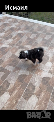 Здравейте малко мъжко кученце Акита