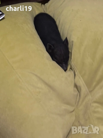 Мини виетнамски прасенца , снимка 4 - Прасета - 53968182