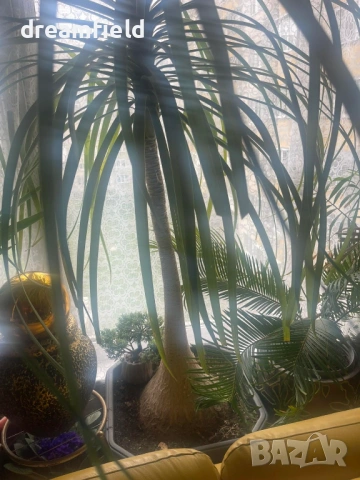 Нолина- екзотично цвете., снимка 2 - Стайни растения - 54182956