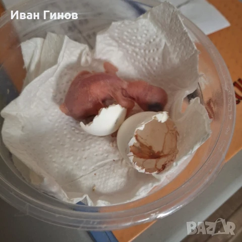 Папагали Еклектос , снимка 9 - Папагали - 51198945