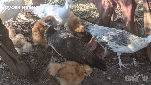 пауни 1и3 години, снимка 6 - други­ - 51169752