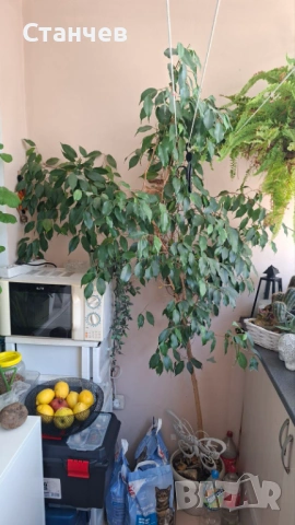 Продавам бенжамин 2м.