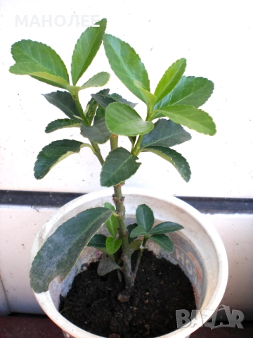 Евонимус, снимка 2 - Градински цветя и растения - 52120053