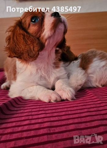 Кавалер Кинг Чарлз Шпаньол мъжко и женско , снимка 2 - Кавалер кинг чарлз шпаньол - 53288486