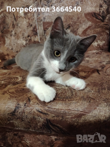 Полупородисто мъжко коте, снимка 4 - Други - 52972169