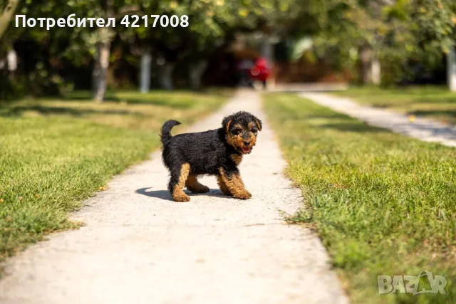 Уелски Териер welsh terrier , снимка 6 - Други - 47060691