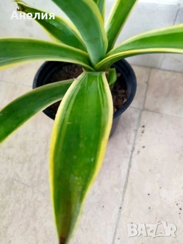 АГАВЕ два вида , снимка 3 - Стайни растения - 54287386