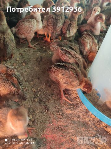 Найхубави пилета от Катунски кокошки.  От Кърджали, снимка 3 - Кокошки и пуйки - 45778605