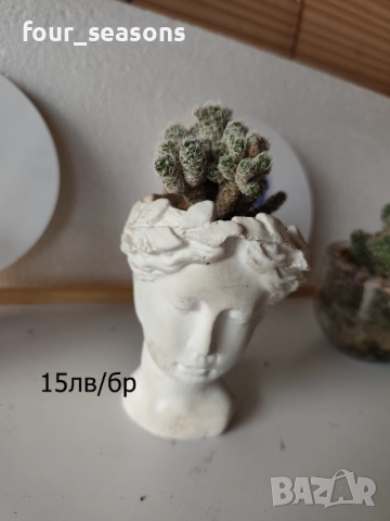 Кактуси, снимка 11 - Градински цветя и растения - 51905969